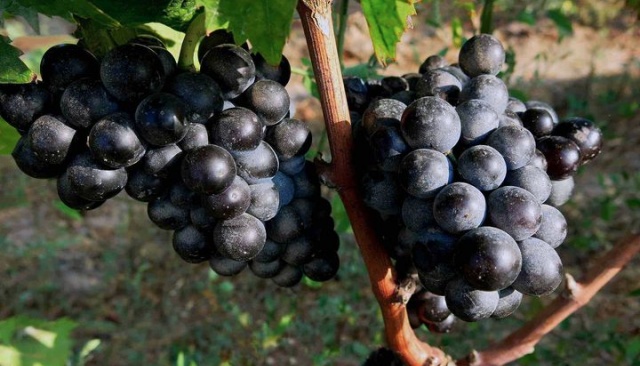 Primitivo